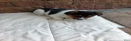Jack Russell dogs for sale: Jack Russell  in Strabane - Advert 5