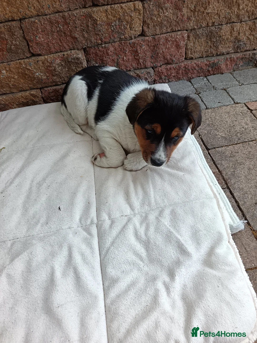 Jack Russell dogs for sale: Jack Russell  in Strabane - Advert 5