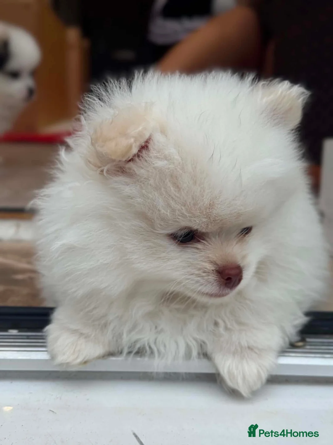 Pomeranian dogs for sale: Tiny Teddy Pomeranian Puppies for sale  - Advert 1