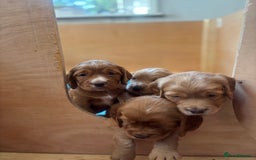 Cocker Spaniel dogs for sale: Working red cocker spaniel puppies for sale - Image 9