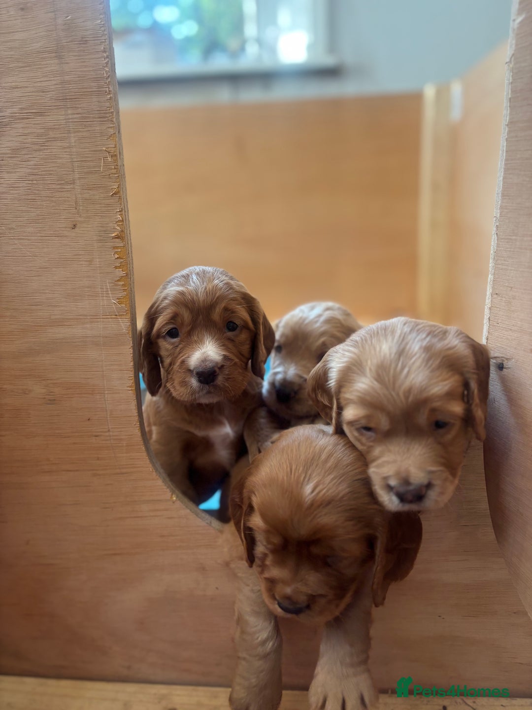 Cocker Spaniel dogs for sale: Working red cocker spaniel puppies for sale - Image 9