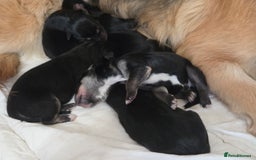Mixed Breed dogs for sale: Shollies  - Image 3