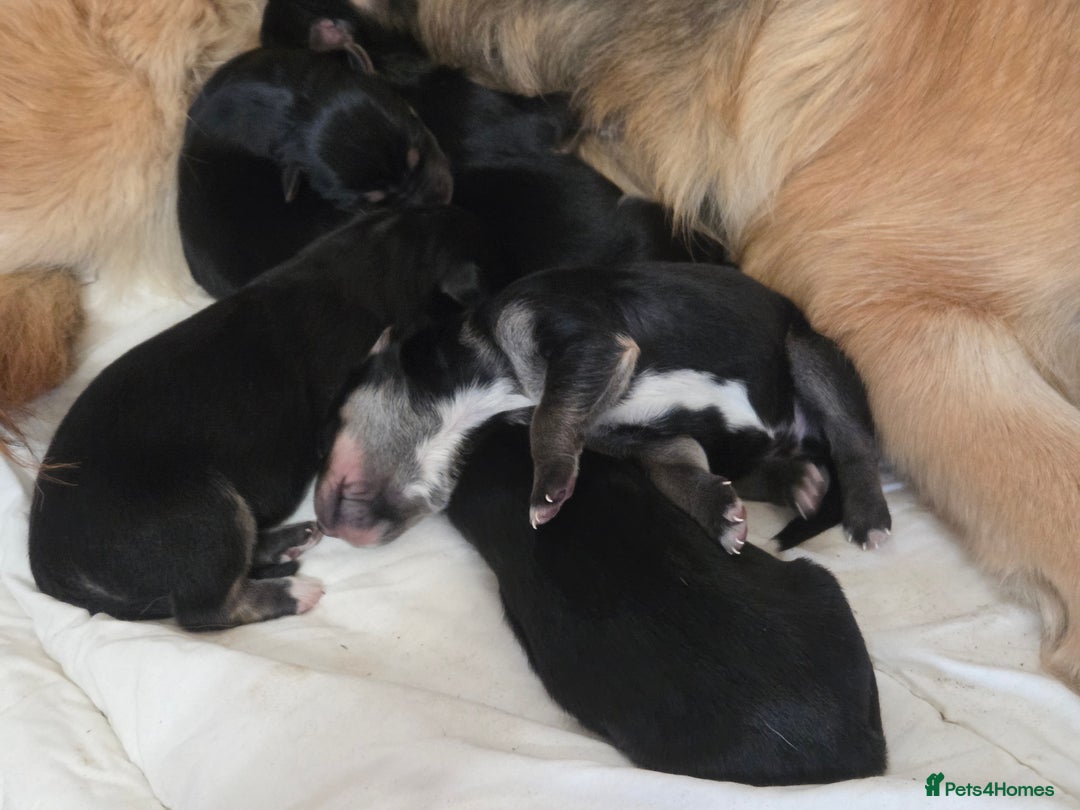 Mixed Breed dogs for sale: Shollies  - Image 3