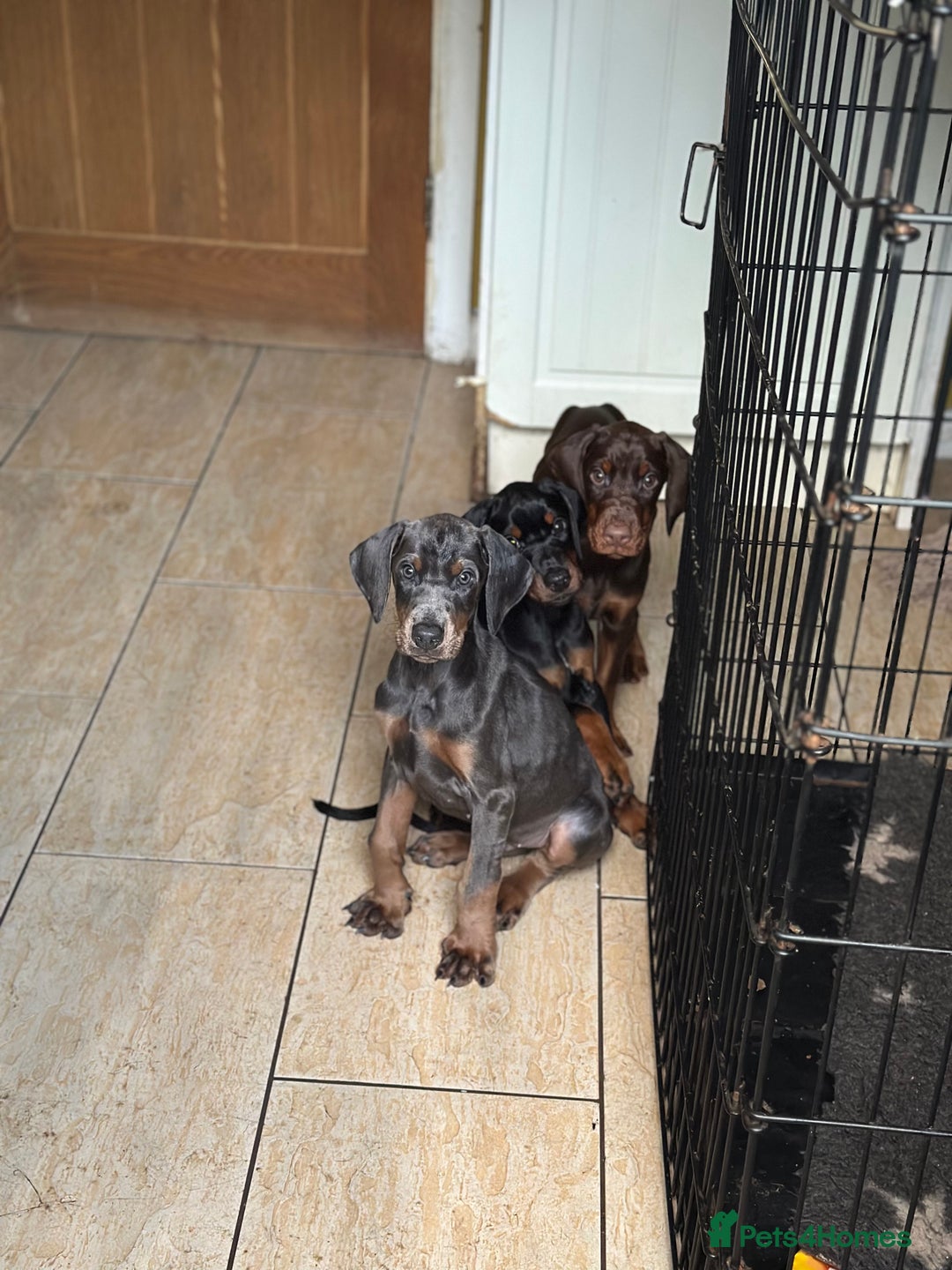 Dobermann dogs for sale: Euro Bred Doberman Puppy’s DNA Health-Tested - Image 10