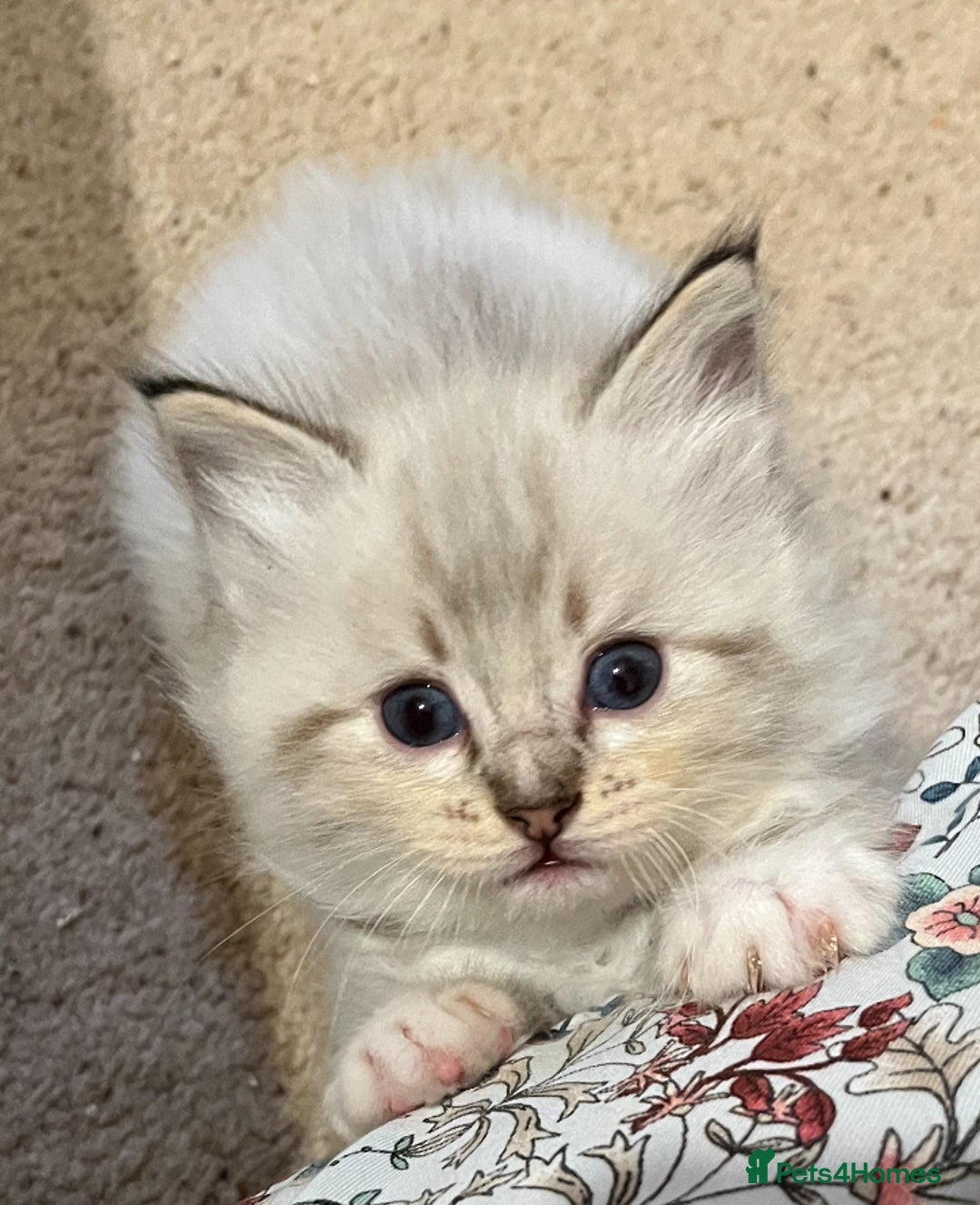 Ragdoll cats for sale: Rehoming wonderful lynx Ragdoll (she’s not £1000!) - Image 4