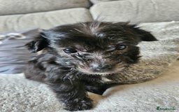 Morkie dogs for sale: 🐶 Adorable Morkie Puppies 🐶 - Image 17