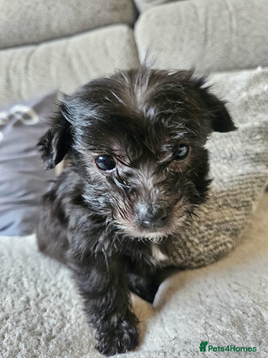 Morkie dogs for sale: 🐶 Adorable Morkie Puppies 🐶 - Image 17