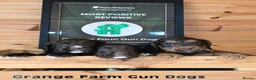 Cocker Spaniel dogs for sale: 7 BEAUTIFUL KC WORKING TYPE COCKER SPANIEL  - Advert 2