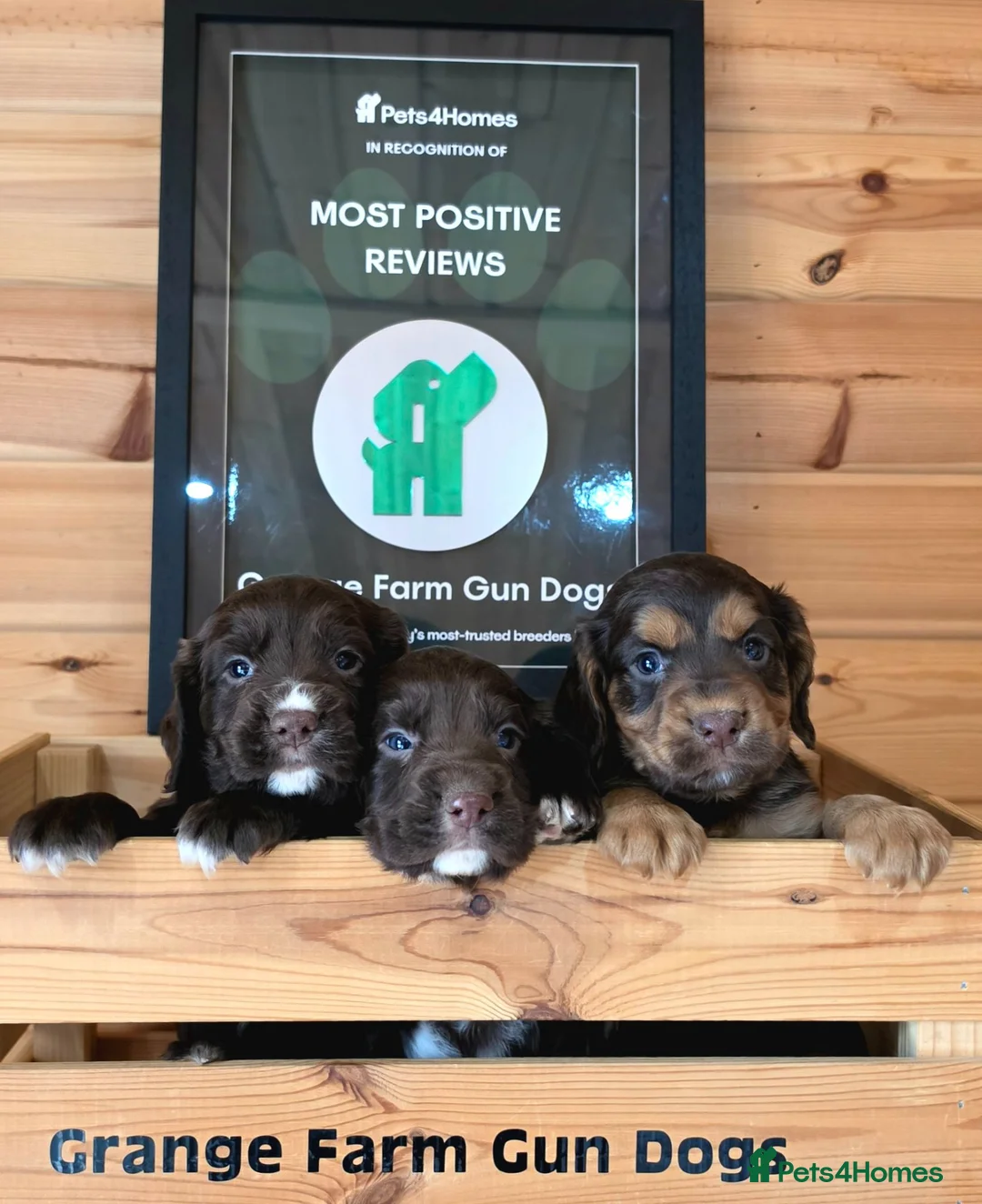 Cocker Spaniel dogs for sale: 7 BEAUTIFUL KC WORKING TYPE COCKER SPANIEL  - Advert 2