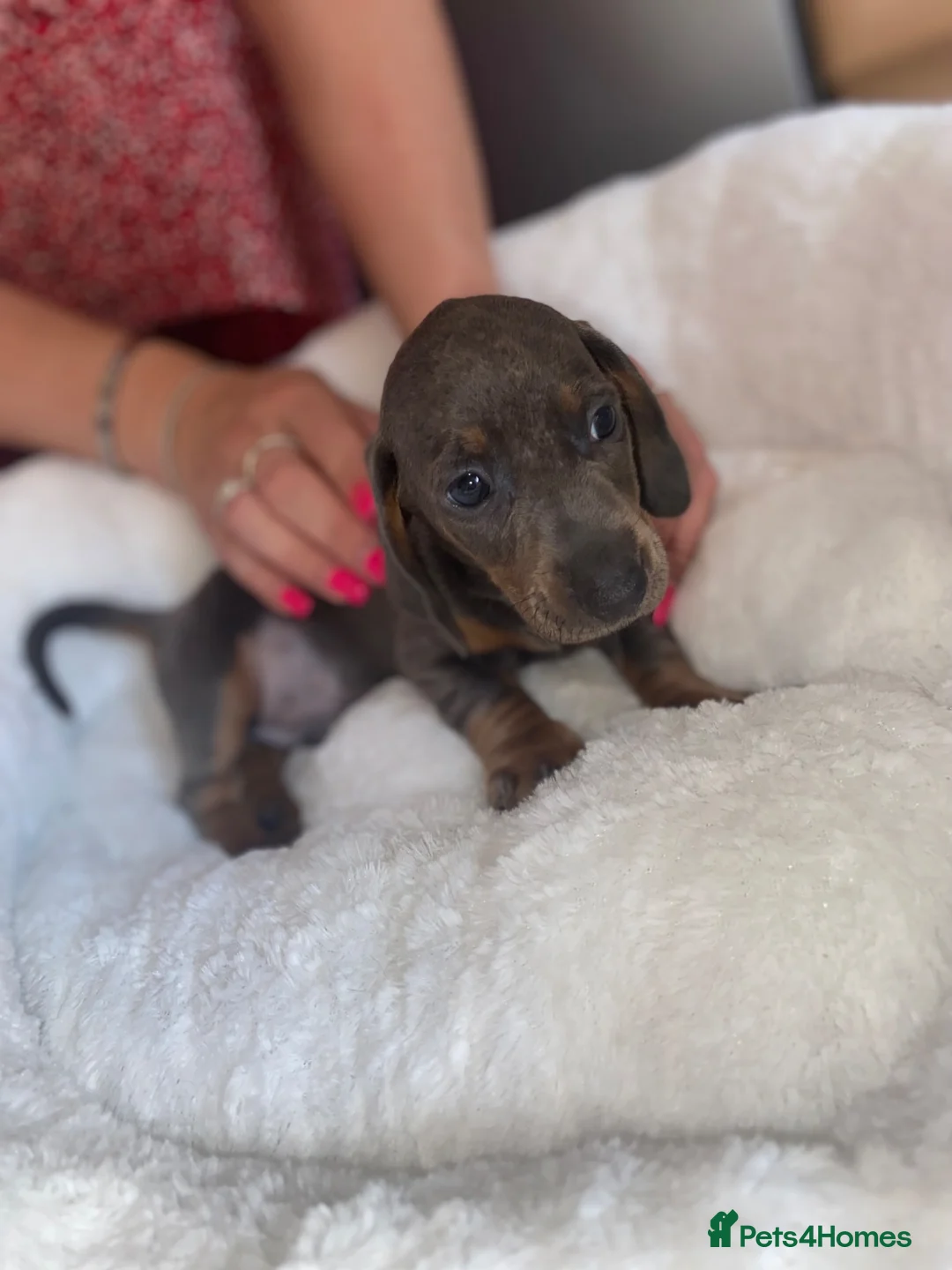Dachshund dogs for sale: Beautiful Dachshund puppies for sale  - Advert 2