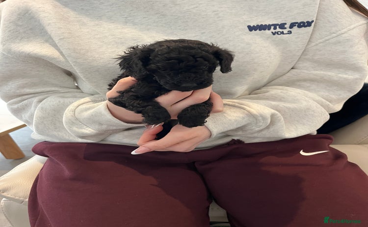 Toy Poodle dogs Beautiful toy poodle puppies  - Advert 2