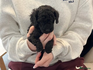 Toy Poodle dogs Beautiful toy poodle puppies - Advert 6