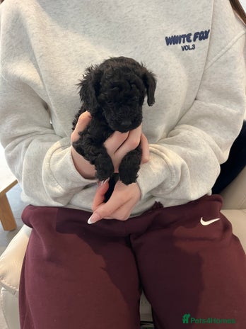 Toy Poodle dogs Beautiful toy poodle puppies - Advert 2