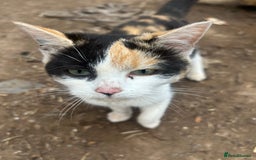 Domestic Shorthair cats for sale: Farm kittens £30 pair - Image 2