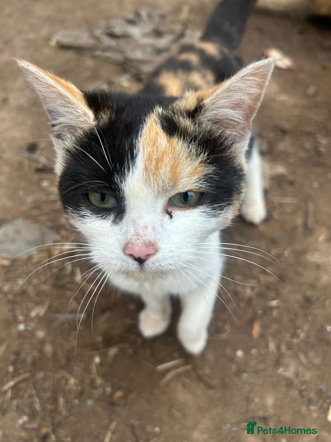 Domestic Shorthair cats for sale: Farm kittens £30 pair - Image 2