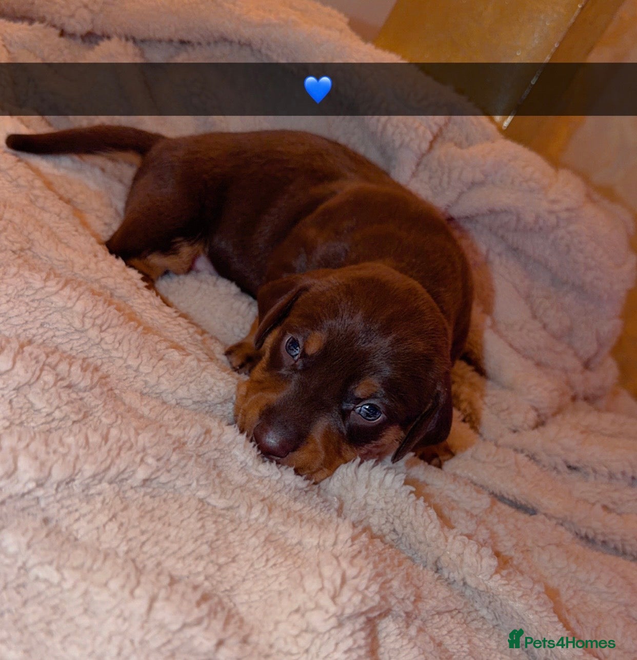 Dachshund Puppy 2