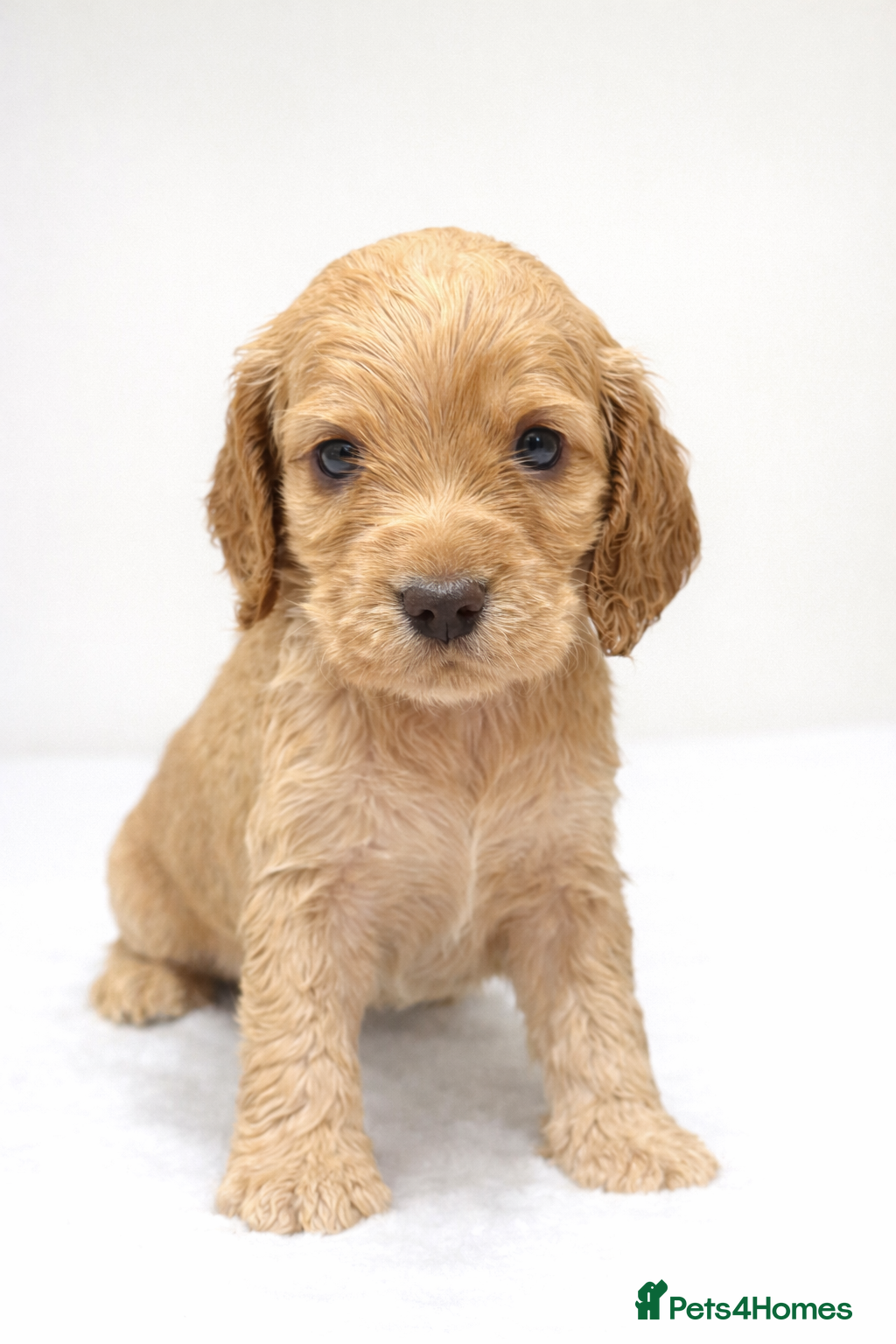 Cocker Spaniel dogs Gorgeous fully Health tested KC show spaniels - Advert 9