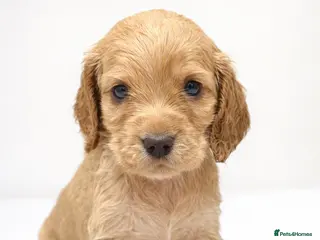 Cocker Spaniel dogs Gorgeous fully Health tested KC show spaniels - Advert 9