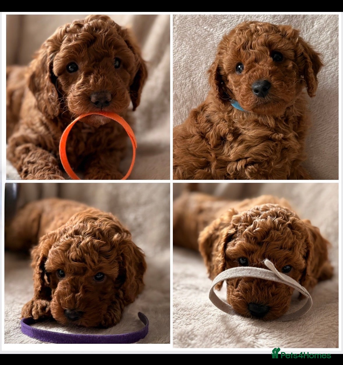 Miniature Poodle dogs Four beautiful fox red miniature poodles  - Advert 7