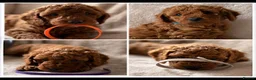 Miniature Poodle dogs for sale: Four beautiful fox red miniature poodles  - Advert 1