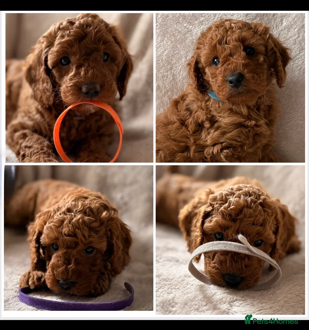 Miniature Poodle dogs for sale: Four beautiful fox red miniature poodles  - Advert 1