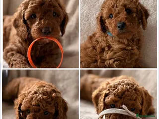 Miniature Poodle dogs Gorgeous miniature poodle ready now x - Advert 5