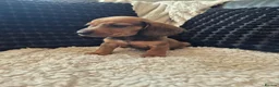 Dachshund dogs for sale: Kc dachshund puppies! - Advert 20