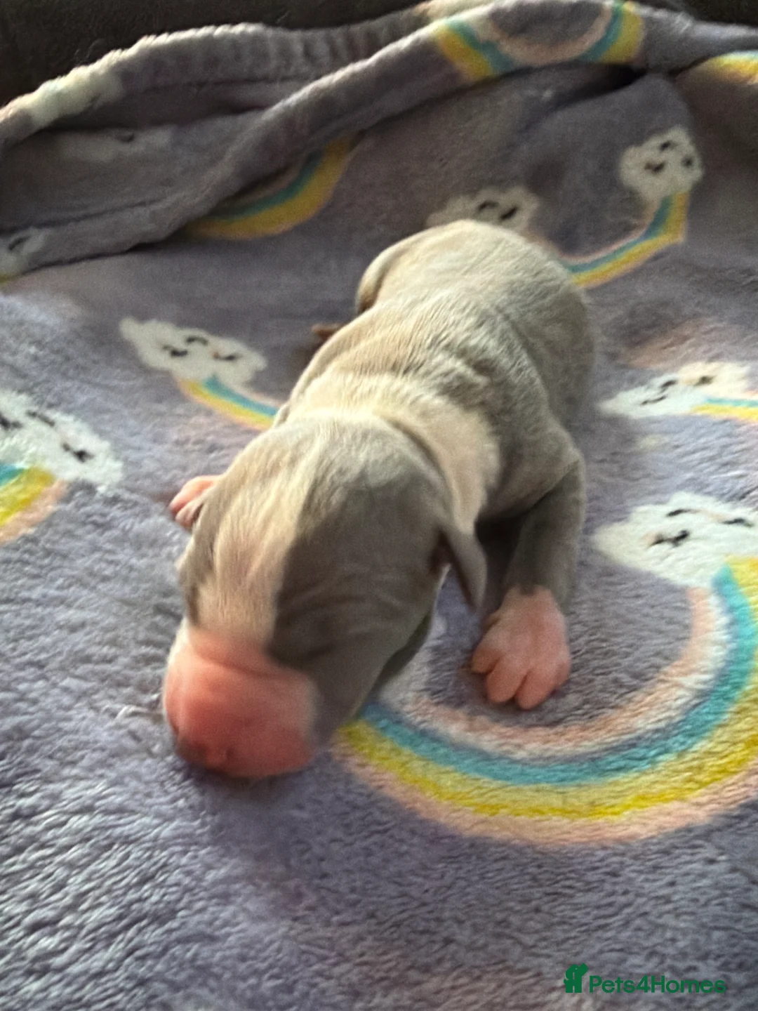 Whippet dogs for sale: Stunning Kennel Club Registered Whippet Puppies 🐾 - Advert 4