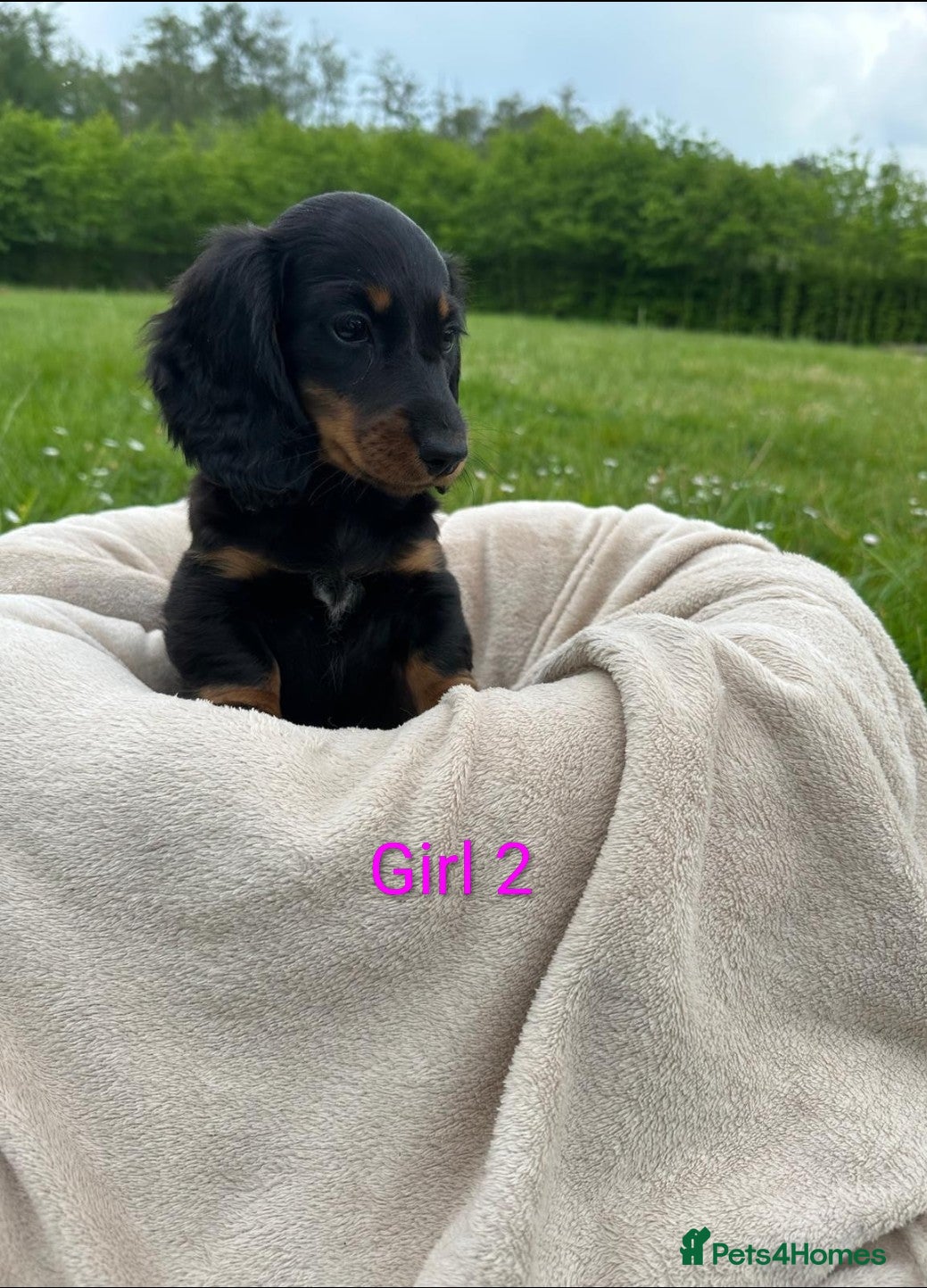 Dachshund dogs Beautiful Miniature Dachshund Puppy - Advert 2