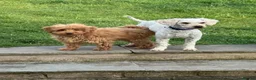 Cockapoo dogs for sale: Beautiful rich red cockapoos - Advert 6