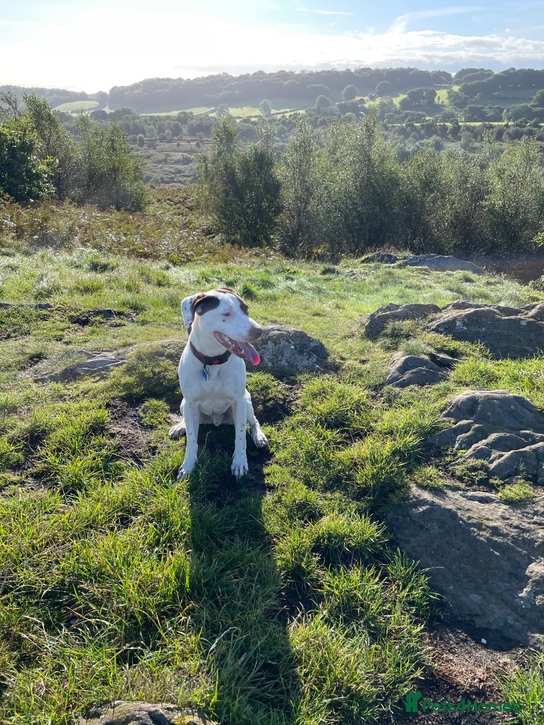 Mixed Breed dogs for sale: 5 year old male mixed breed for rehome - Advert 5