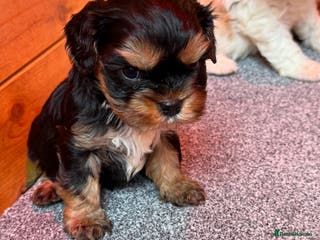 Cavalier King Charles Spaniel dogs for sale: Cavalier King Charles Puppys - Advert 1