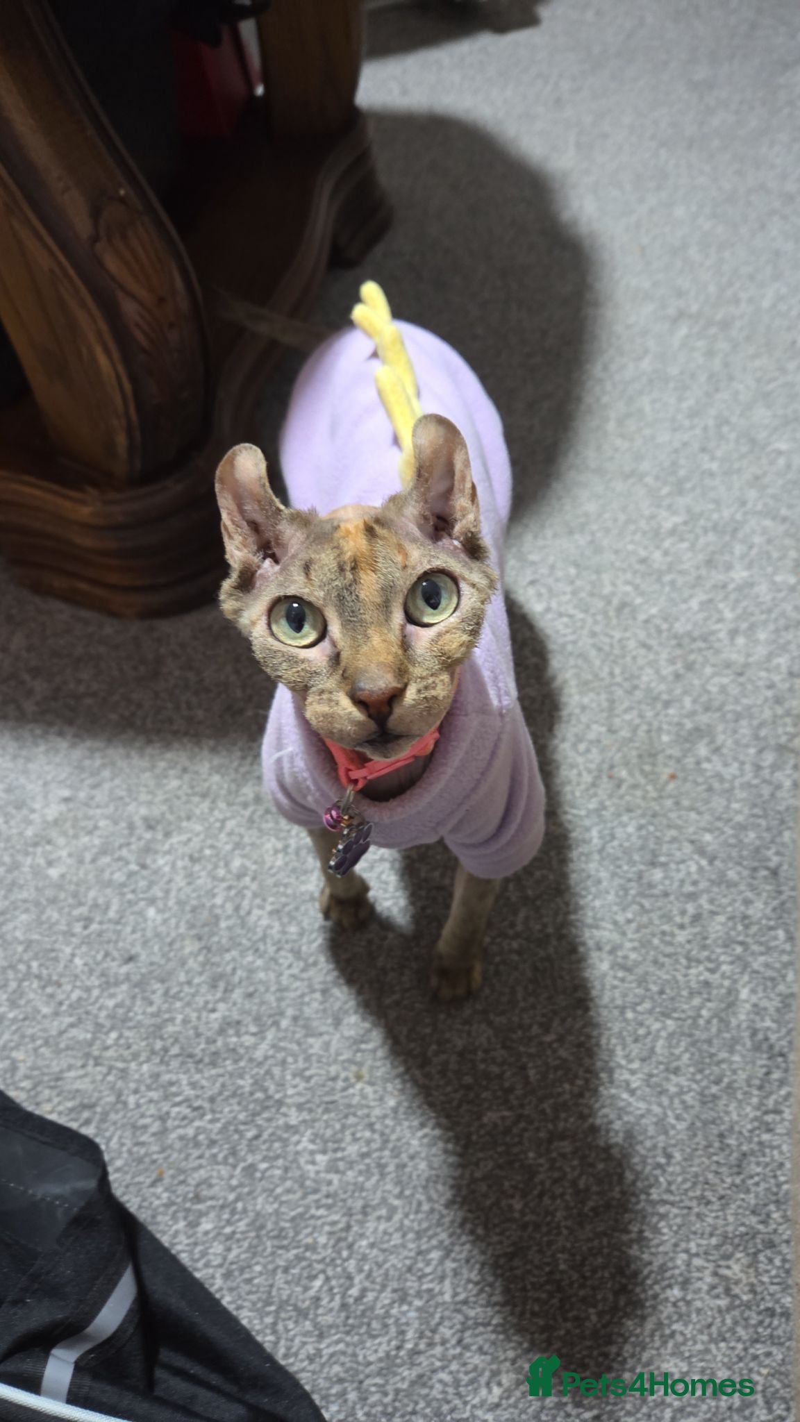 Sphynx cats Beautiful female Canadian elf Sphynx - Advert 9