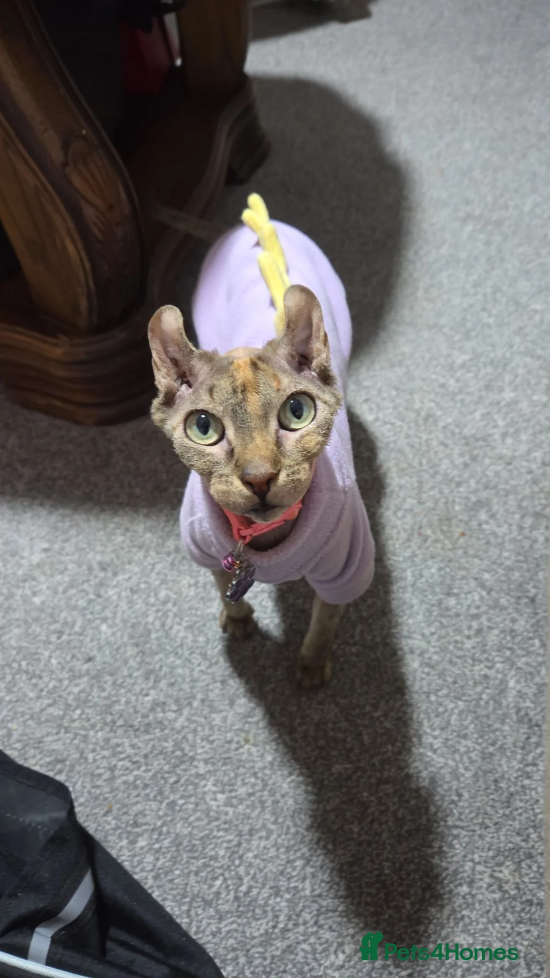 Sphynx cats for sale: Beautiful female Canadian elf Sphynx - Advert 1