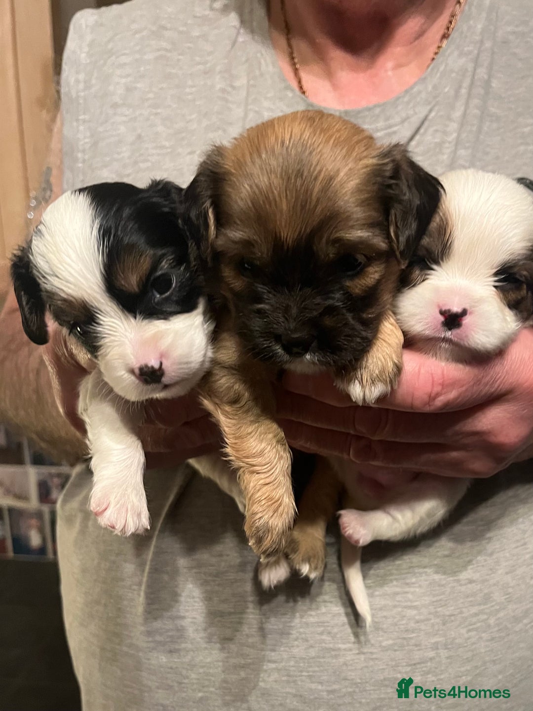 Mixed Breed dogs for sale: Cavalon - Advert 4