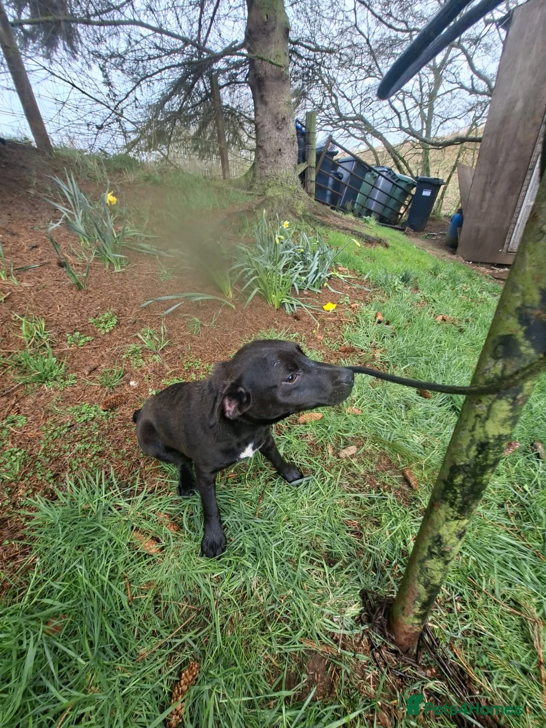 Patterdale Terrier dogs for sale: Patterdale terrier in Turriff - Advert 3