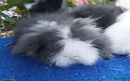 Angora rabbits for sale: TEDDYWIDDER BABIES  - Image 3