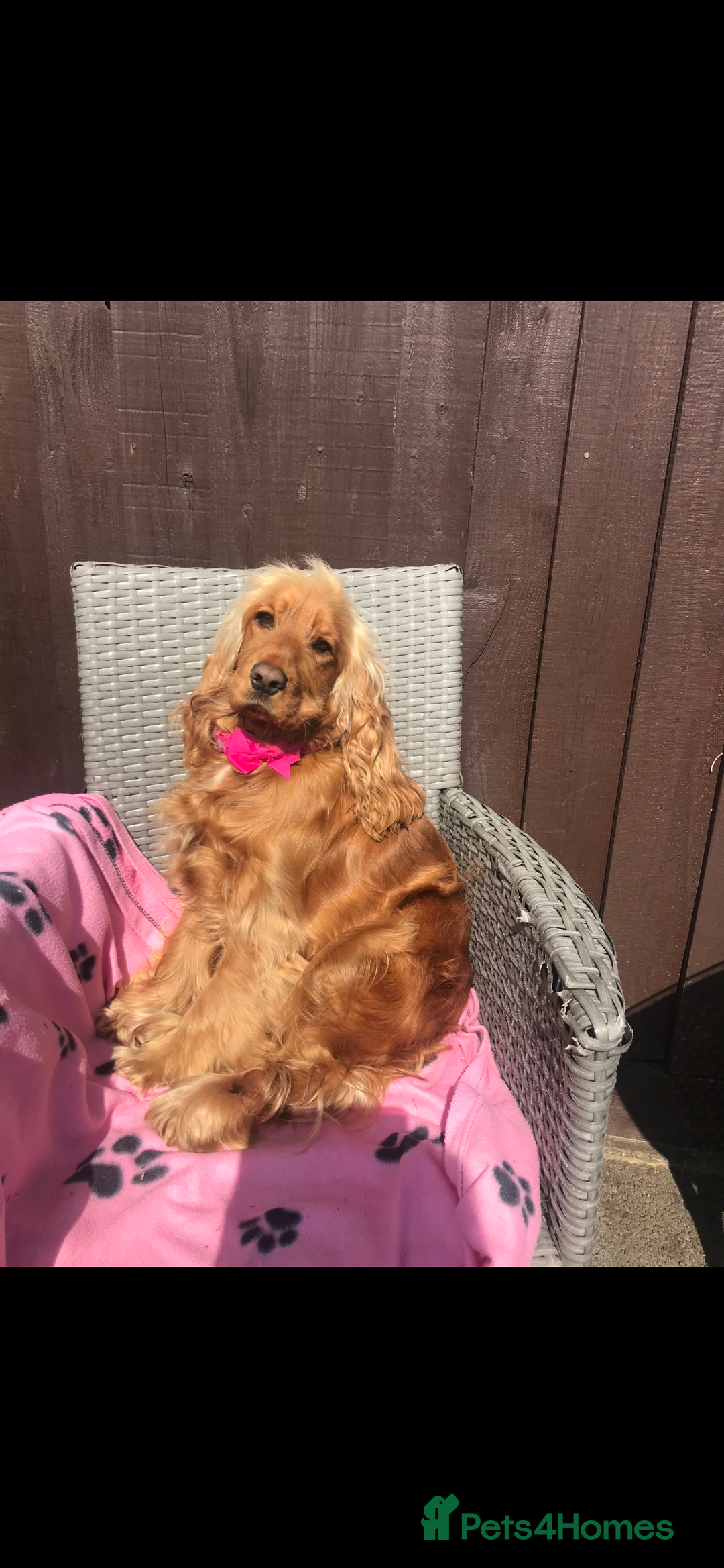 Cockapoo dogs for sale: Cockerpoo puppies - Image 11