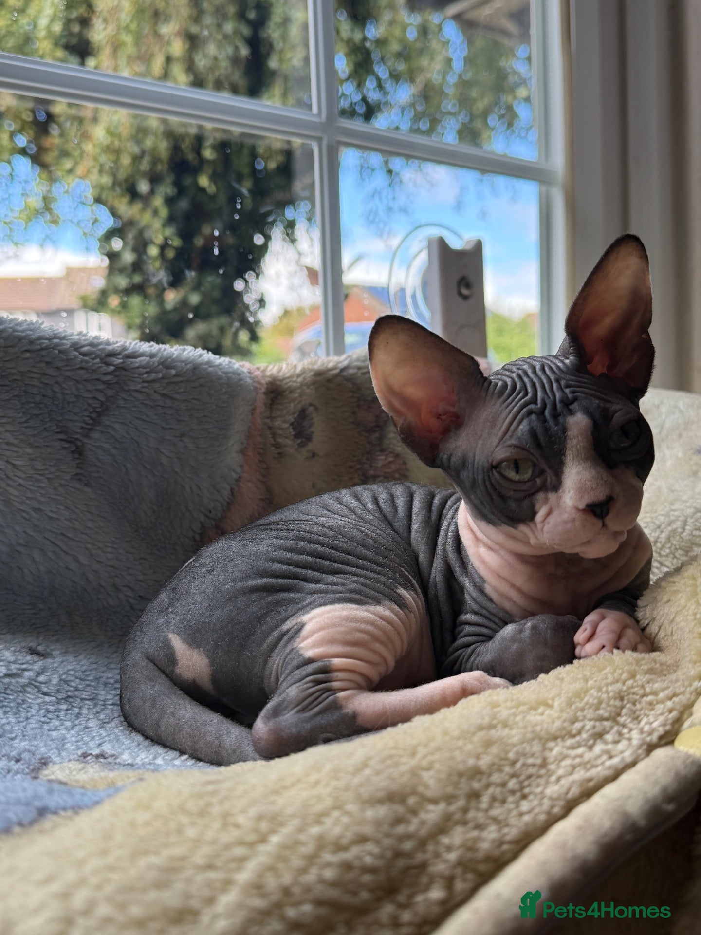 Sphynx cats Sphynx Male Kitten - Advert 5