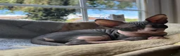 Sphynx cats for sale: Sphynx Male Kitten - Advert 7