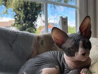 Sphynx cats Sphynx Male Kitten - Advert 1