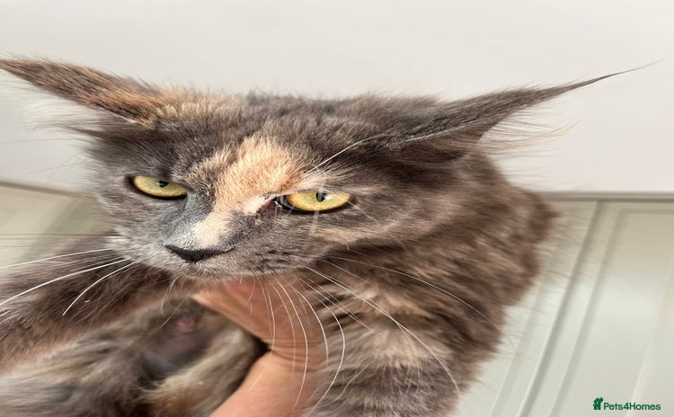 Maine Coon cats - Advert 13