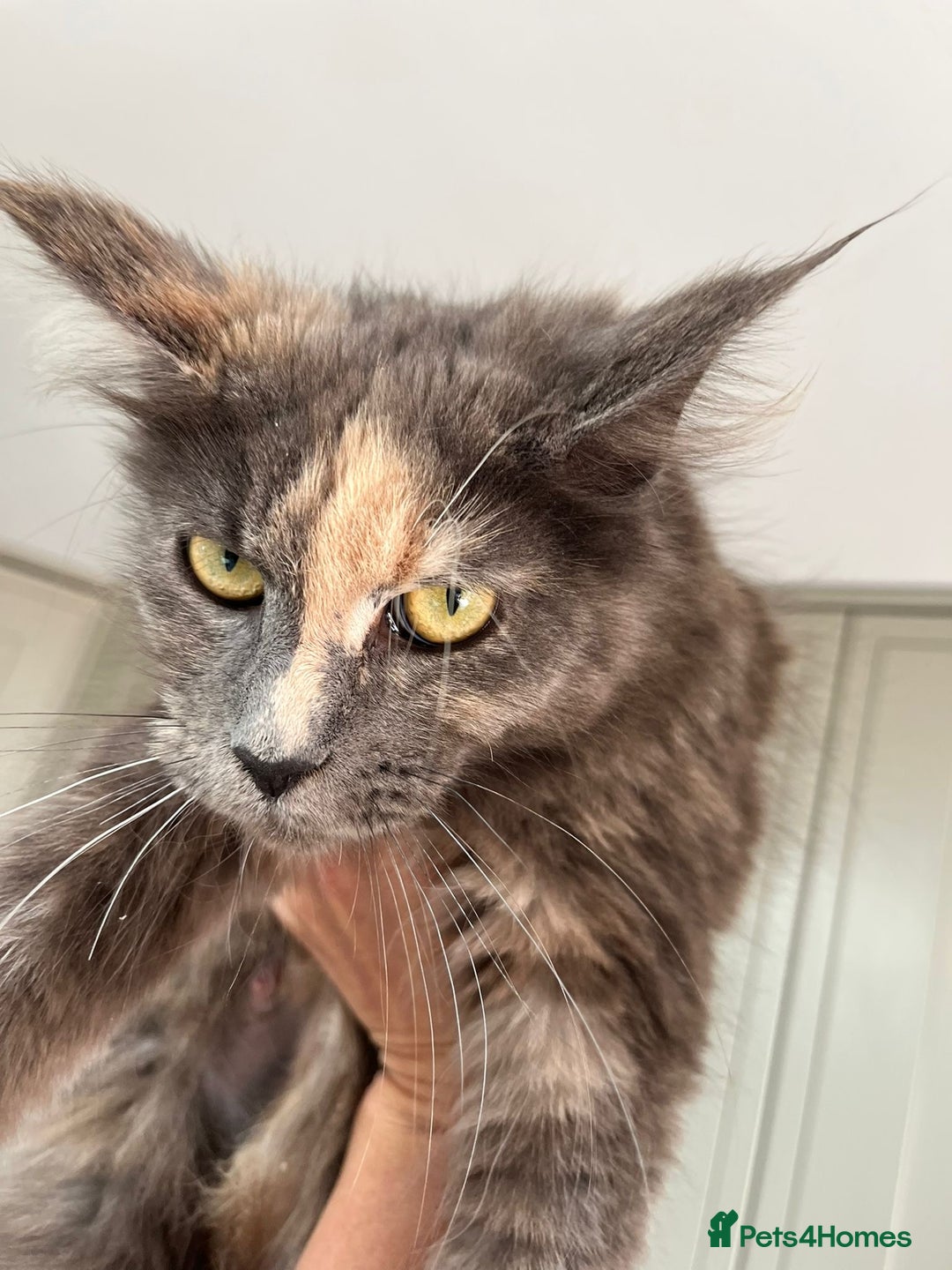 Maine Coon cats for sale: Mainecoon Female - Queen - Image 1