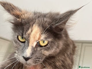 Maine Coon cats - Advert 10