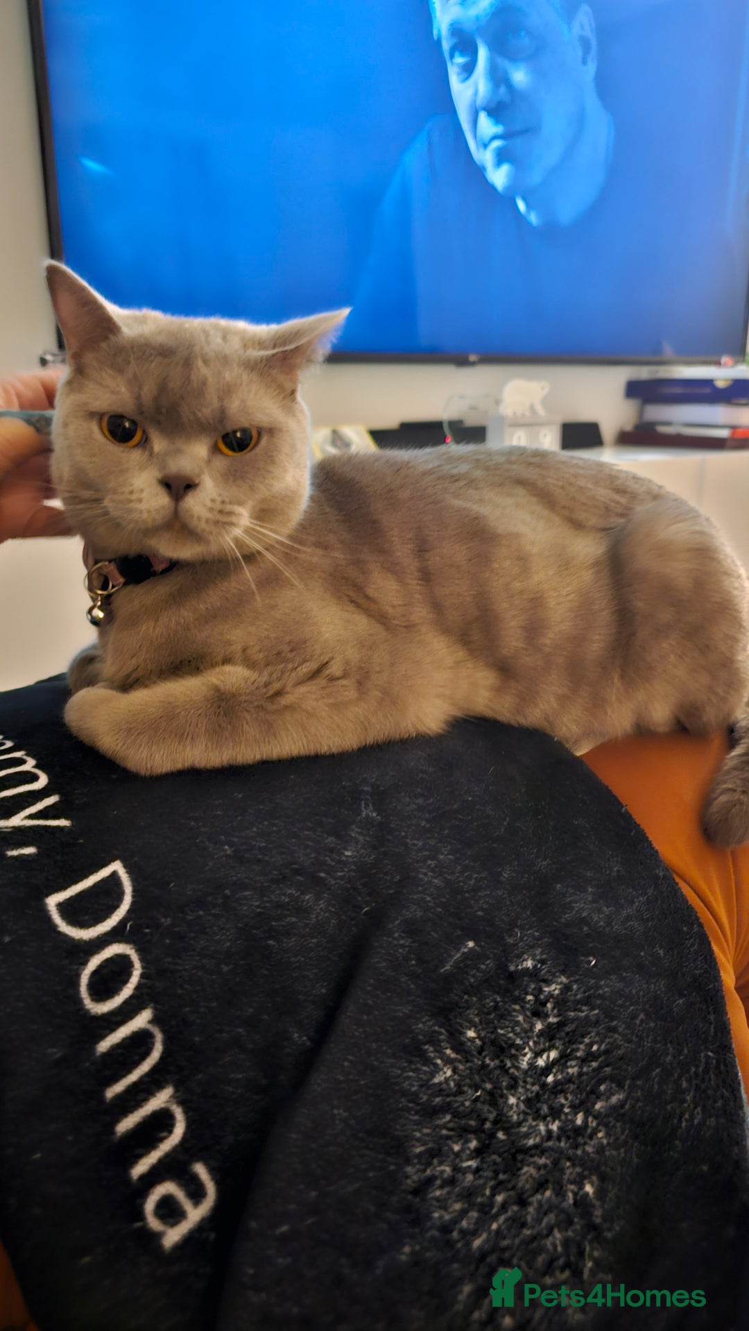 British Shorthair cats for sale: British shorthairs and Scottish straights - Advert 15