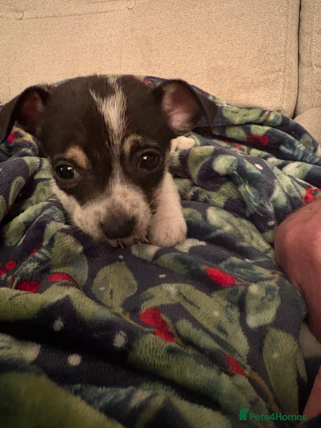 Jack Chi dogs for sale: Two beautiful jack-chi pups - Advert 8