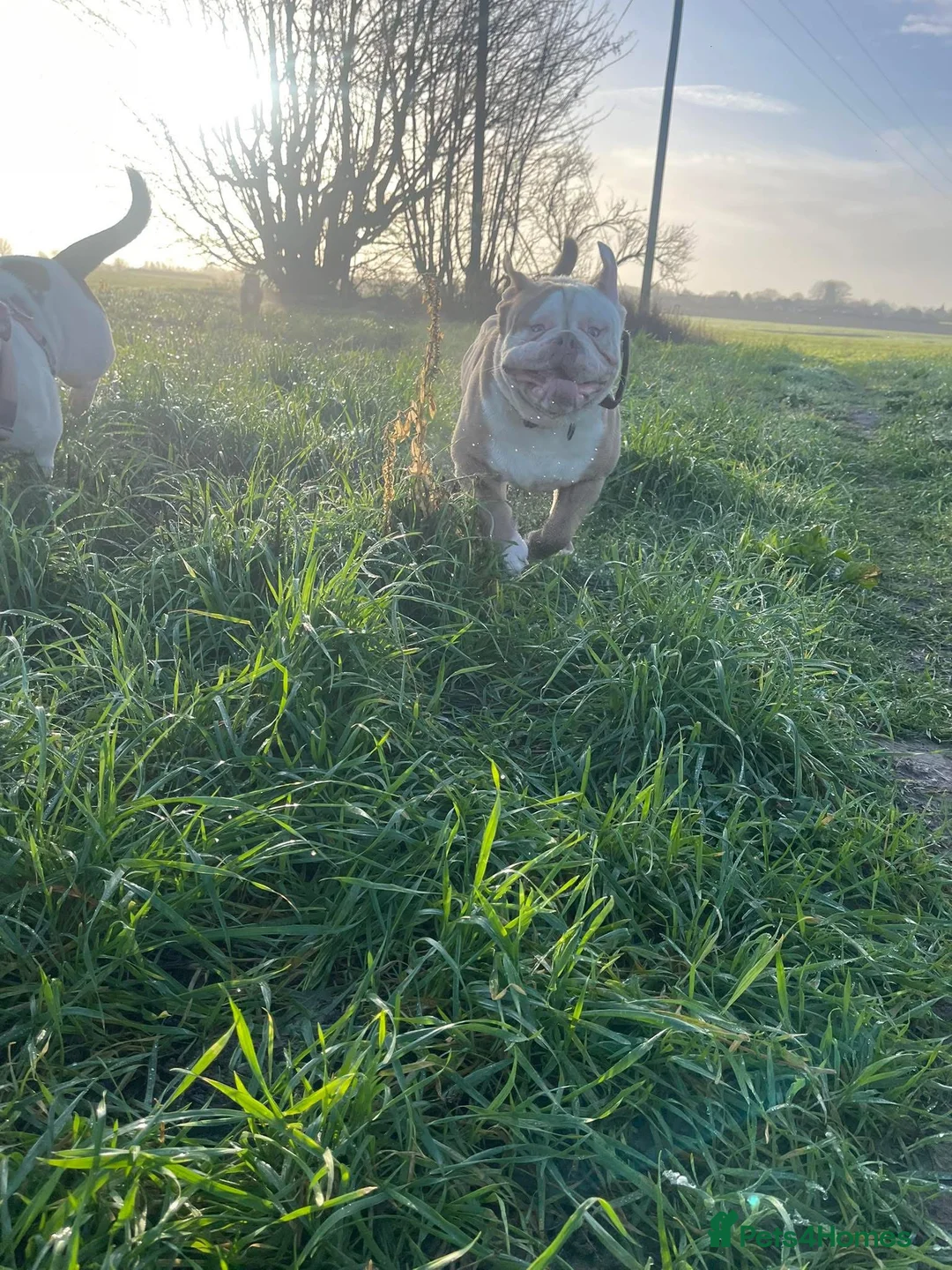 Olde English Bulldogge dogs for sale: Old English bulldog - Advert 8