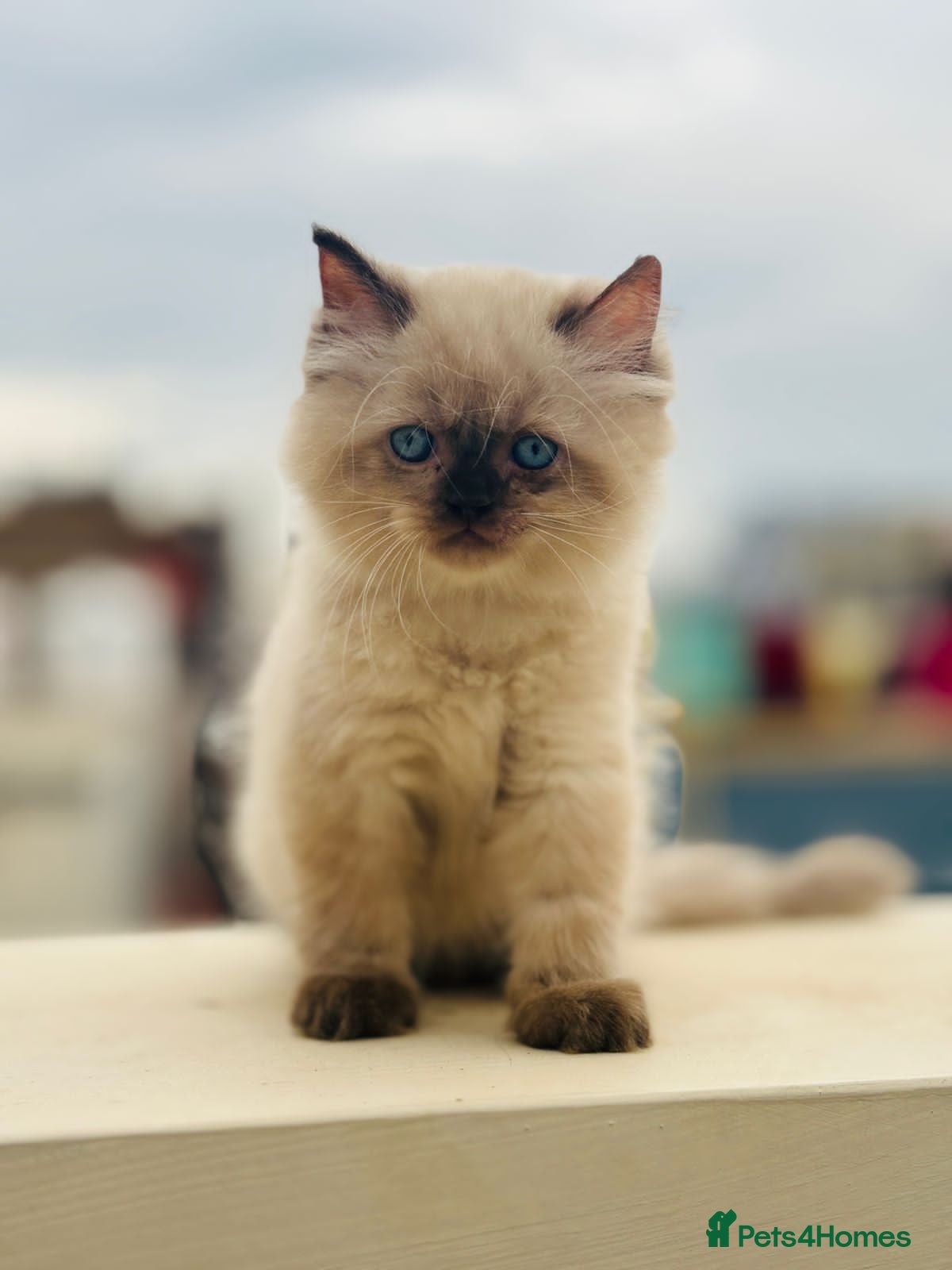 Mixed Breed cats Goldy - Advert 6