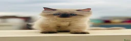 Mixed Breed cats for sale: Goldy - Advert 1