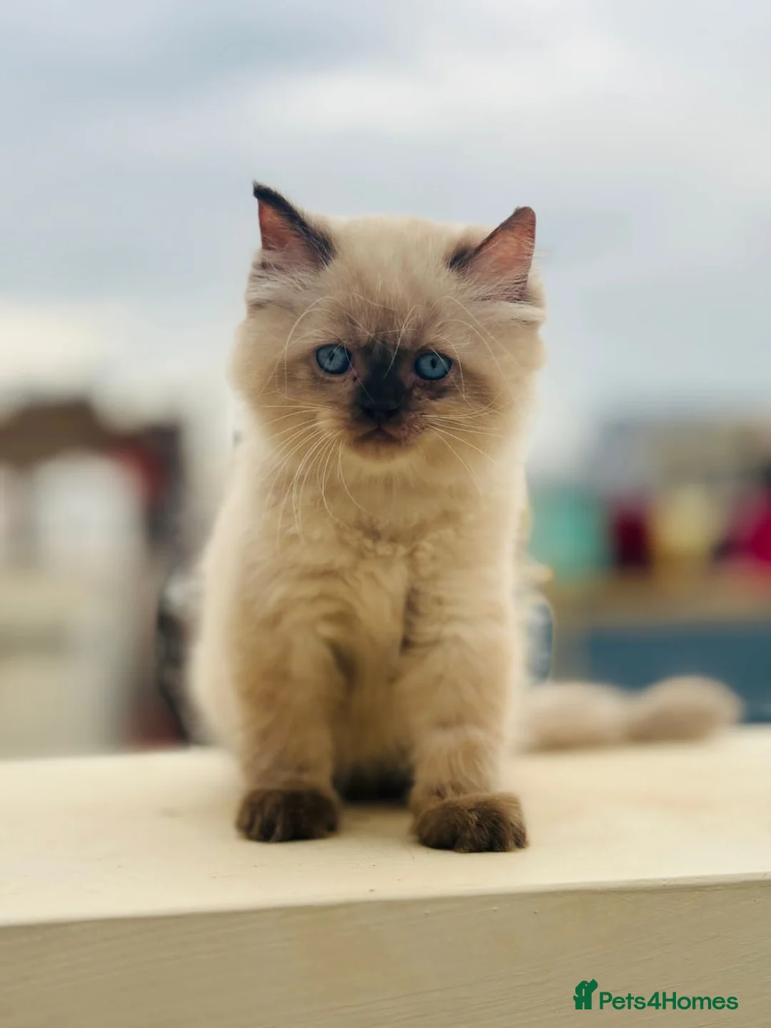 Mixed Breed cats for sale: Goldy - Advert 1